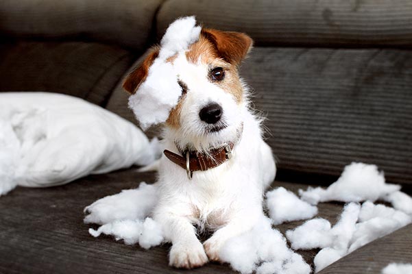 chewing and destructive behavior issues with dogs